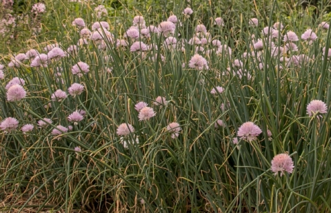 Sierui - Allium grisebachii