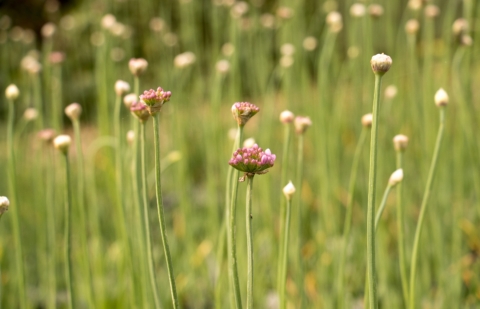 Sierui - Allium senescens 'Lisa Blue'