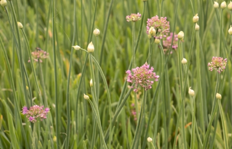 Sierui - Allium 'Medusas Hair'