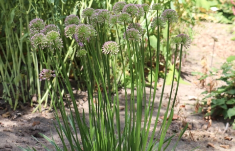 Sierui - Allium senescens 'Millennium'