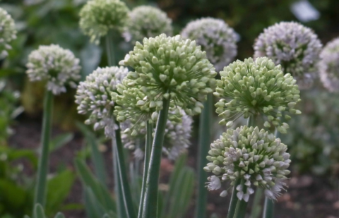 Sierui - Allium ex. 'Sibirien Breit'