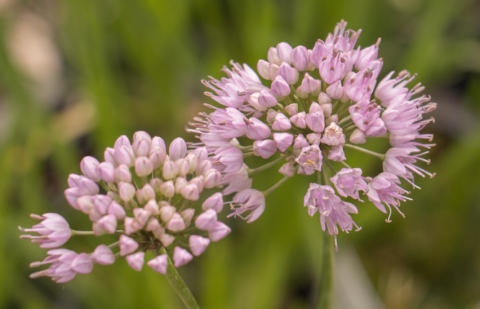 Sierui - Allium 'Summer Beauty'