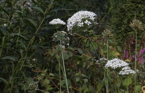 Sierui - Allium tuberosum 'Gress'
