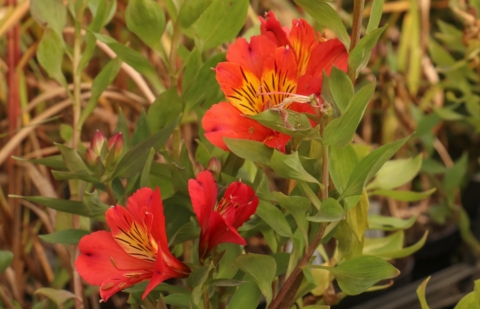 Alstroemeria - Alstroemeria 'Holiday Valley'