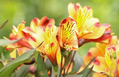 Alstroemeria  - Alstroemeria 'Indian Summer'