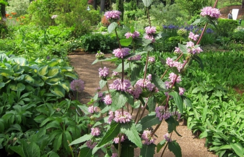 Brandkruid - Phlomis tuberosa 'Amazone'