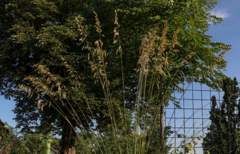 Ampelodesmos - Ampelodesmos mauritanica