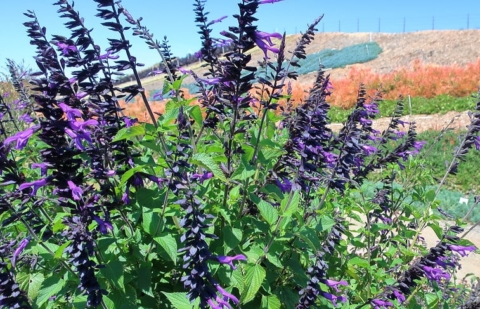 Salie - Salvia 'Amistad'