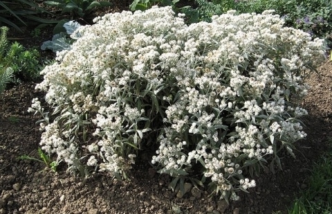 Siberische edelweiss - Anaphalis triplinervis