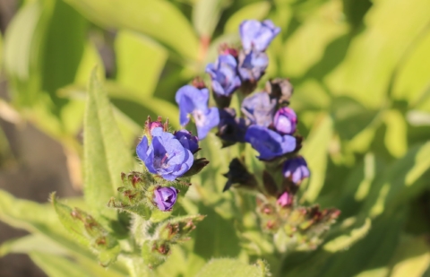 Ossetong - Anchusa azurea 'Loddon Royalist'
