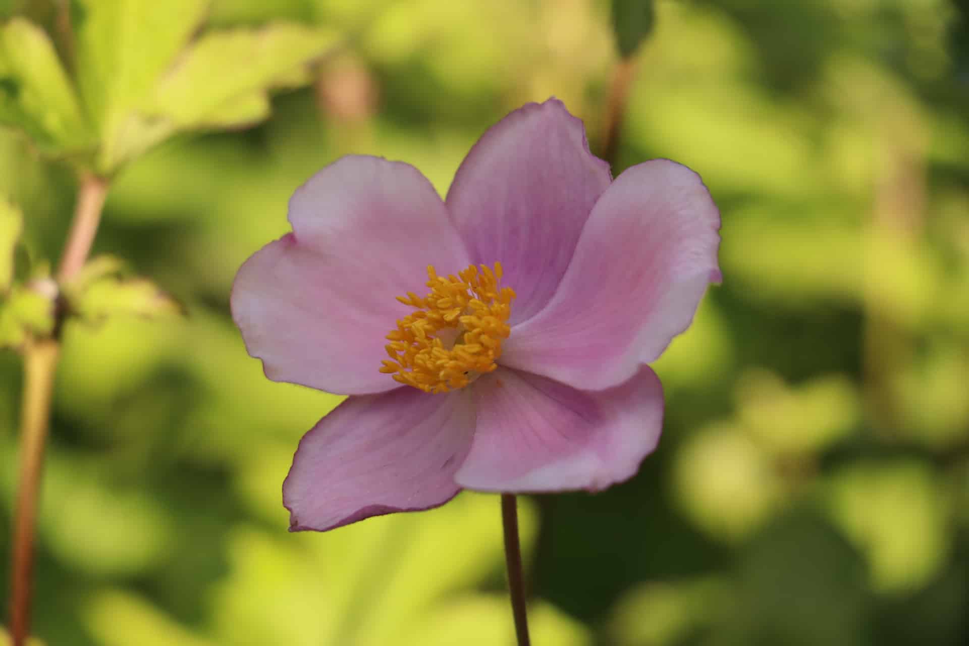 herfstanemoon - Anemone Tomentosa Robustissima