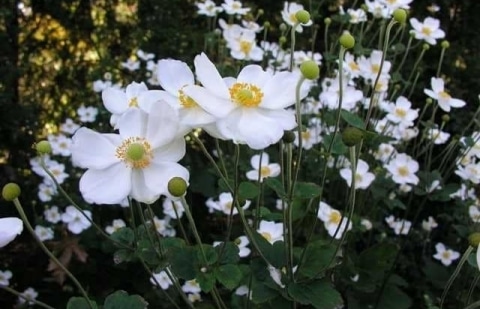 Anemoon - Anemone 'Honerine Jobert'