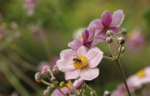 Anemoon - Anemone hybride