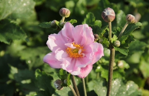 Anemoon - Anemone 'Konigin Charlotte'