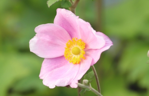 Herfstanemoon - Anemone 'Loreley'