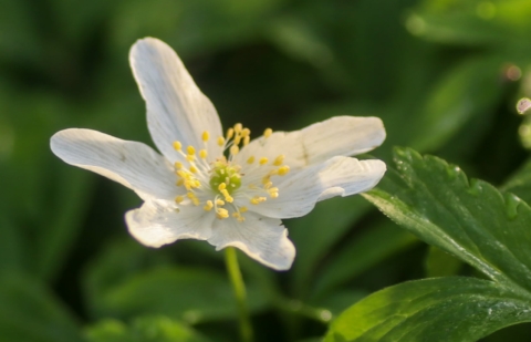 Bosanemoon - Anemone nemorosa 
