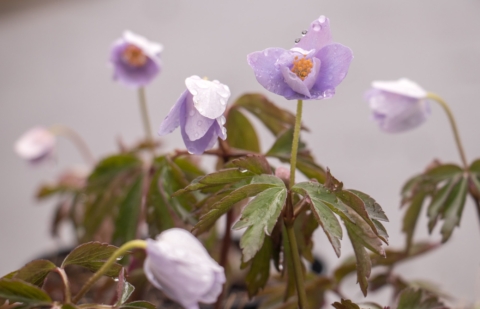 Bosanemoon - Anemone nemorosa 'Lidia' 