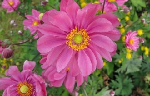 Anemoon - Anemone 'Prinz Heinrich'