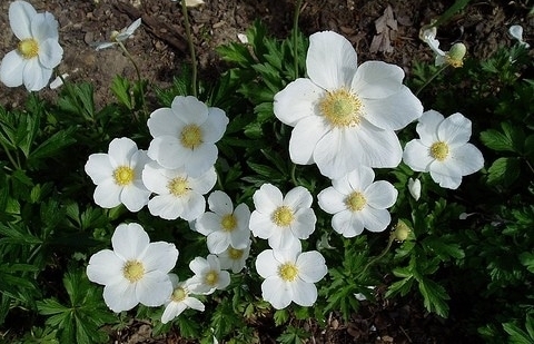 Anemoon - Anemone sylvestris 
