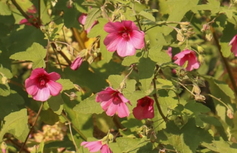 Kaapse malva - Anisodontea 'El Rayo'