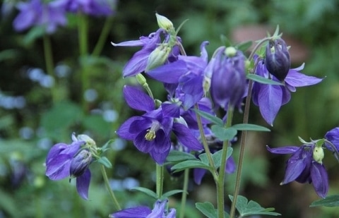 Akelei - Aquilegia alpina