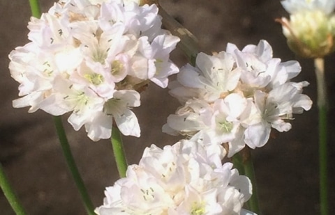 Engels gras - Armeria maritima 'Alba'