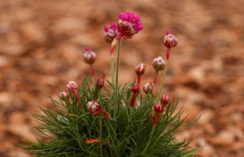 Engels gras - Armeria maritima 'Splendens'