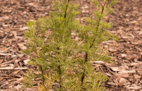 Alsem bijvoet - Artemisia var. maritima 'Coca Cola'