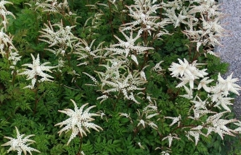 Geitenbaard - Aruncus aethusifolius