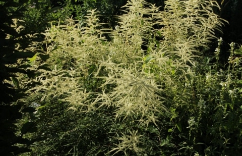 Geitenbaard - Aruncus dioicus 'Kneiffii'