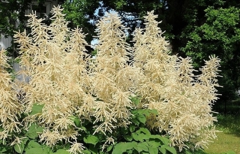 Geitenbaard - Aruncus dioicus