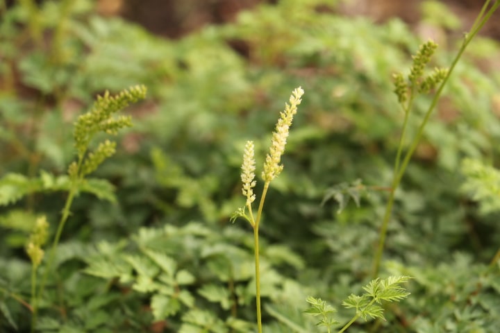 Geitenbaard - Aruncus aethusifolius 'Filigran'