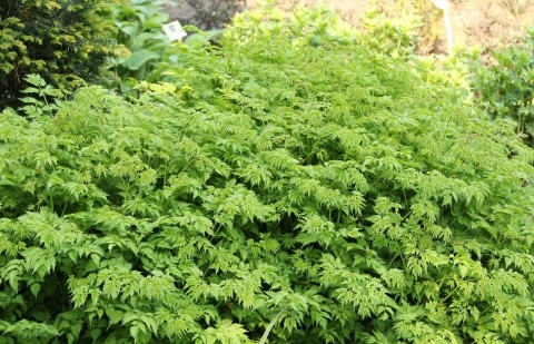 Geitenbaard - Aruncus sinensis 'Johannifest'