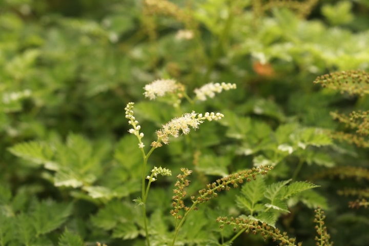 Geitenbaard - Aruncus aethusifolius 'Porzellan' 
