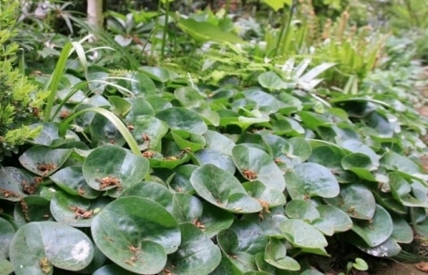 Mansoor - Asarum europaeum
