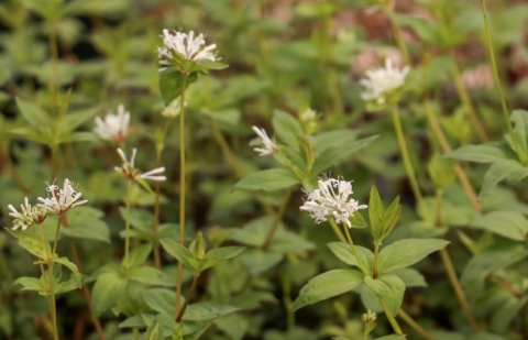 Bedstro - Asperula taurina