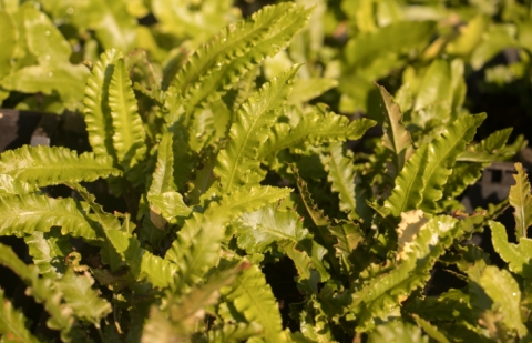 Tongvaren  - Asplenium sco. 'Cristatum'