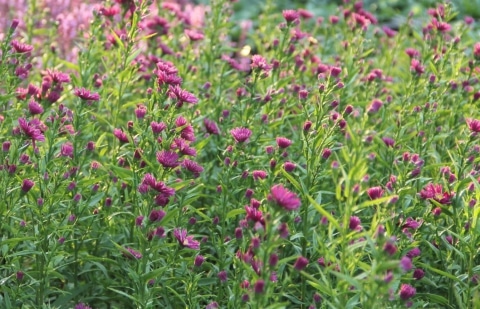 Aster - Aster novi-belgii 'Crimson Brocade'