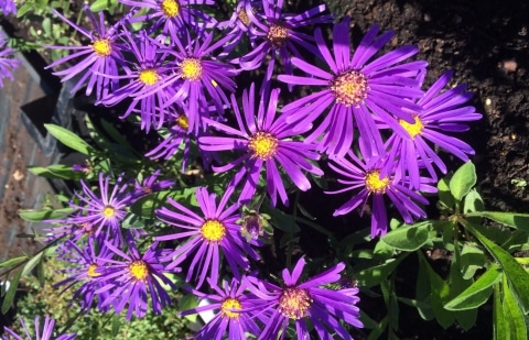 Aster - Aster amellus 'Veilchenköningin'