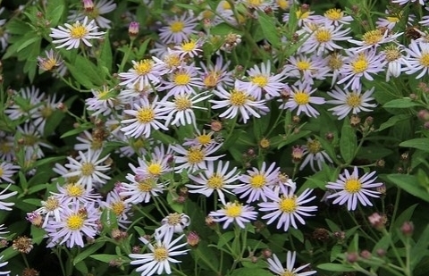 Herfstaster - Aster ageratoides 'Asran'