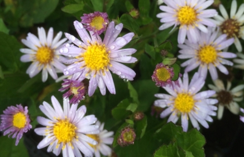 Herfstaster - Aster ageratoides 'Stardust' 