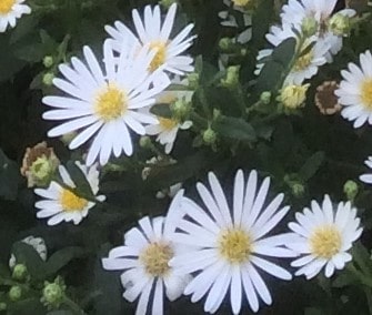 Aster - Aster ageratoides 'Ashvi'