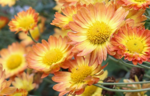 Chrysant - Chrysanthemum 'Dernier Soleil'