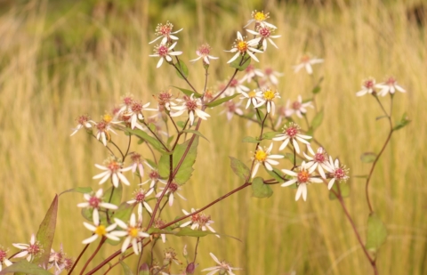 Aster - Aster divaricatus 'Beth Chattoo'