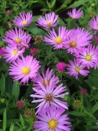 Aster - Aster dumosus 'Herbstgruss vom Bresserhof'