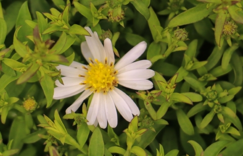Aster - Aster dumosus 'Schneekissen'