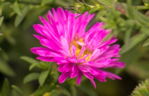 Herfstaster - Aster dumosus 'Starlight'