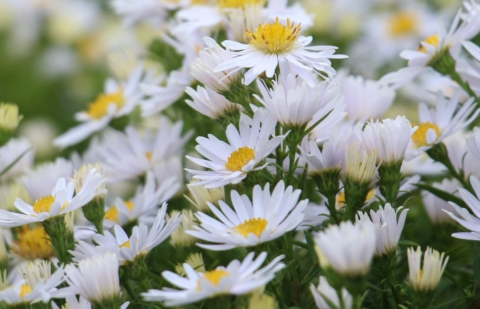 Aster - Aster dumosus 'Apollo'