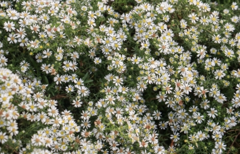 Aster - Aster ericoides 'Snowflurry'