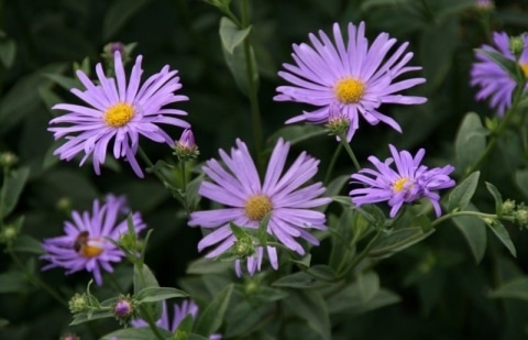 Aster - Aster frikartii 'Mönch'